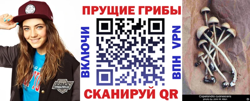 Галлюциногенные грибы MAGIC MUSHROOMS  Менделеевск 